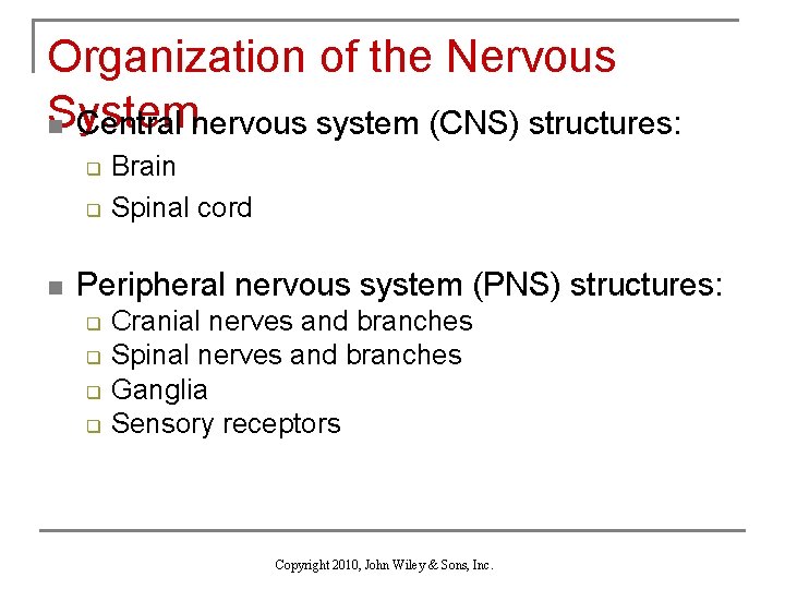 Organization of the Nervous System n Central nervous system (CNS) structures: q q n