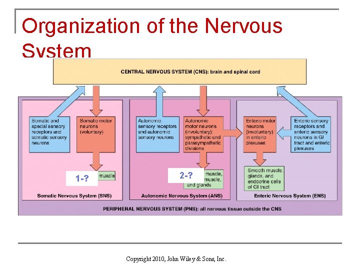 Organization of the Nervous System 1 -? 2 -? Copyright 2010, John Wiley &