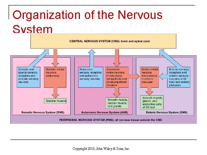 Organization of the Nervous System Copyright 2010, John Wiley & Sons, Inc. 