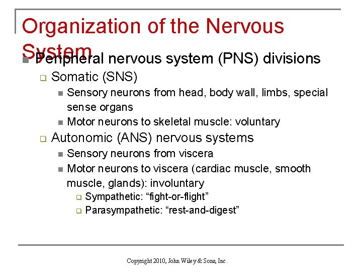 Organization of the Nervous System n Peripheral nervous system (PNS) divisions q Somatic (SNS)