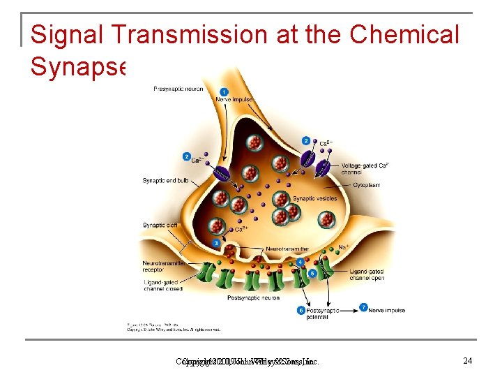 Signal Transmission at the Chemical Synapse Copyright 2010, 2009 John. Wiley&&Sons, Inc. 24 