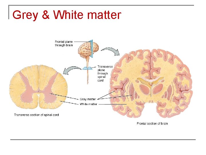 Grey & White matter 