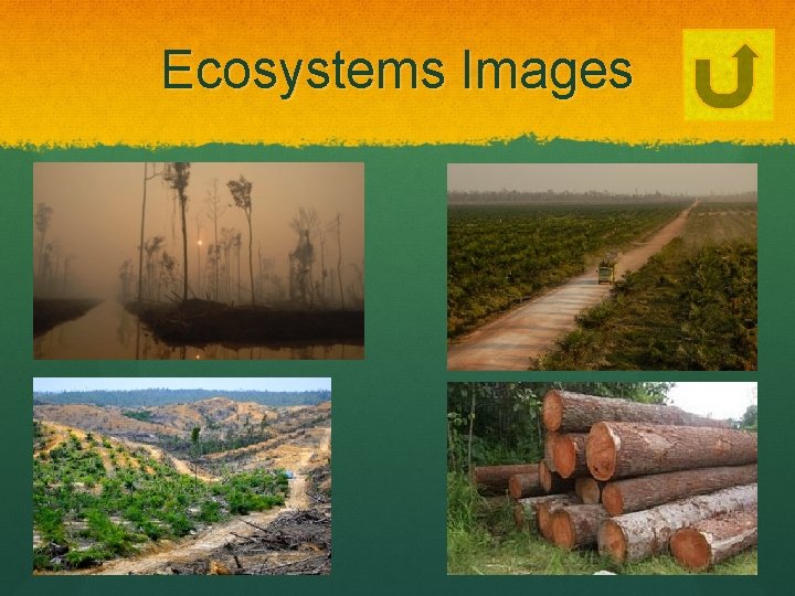 Ecosystems Images 