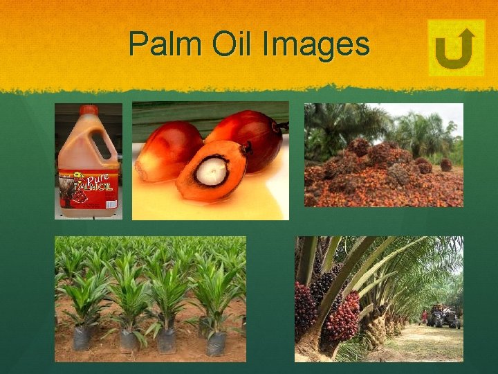 Palm Oil Images 