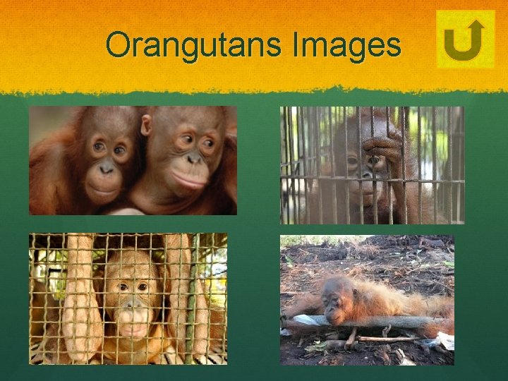 Orangutans Images 