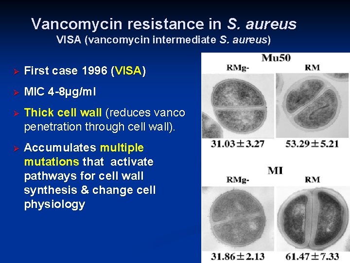 Vancomycin resistance in S. aureus VISA (vancomycin intermediate S. aureus) Ø First case 1996