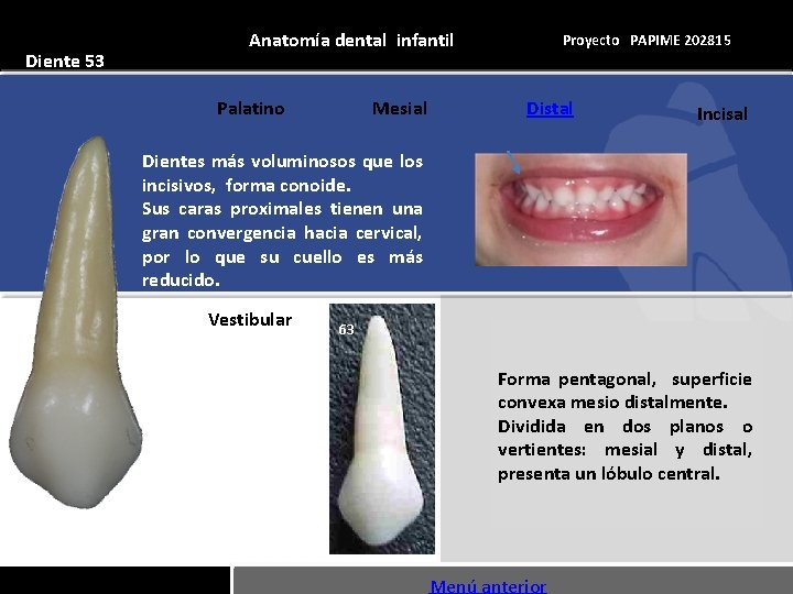 Diente 53 Anatomía dental infantil Palatino Mesial Proyecto PAPIME 202815 Distal Incisal Dientes más