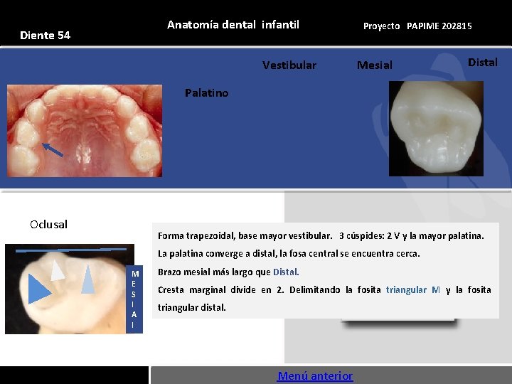 Anatomía dental infantil Diente 54 Vestibular Proyecto PAPIME 202815 Mesial Distal Palatino Oclusal Forma