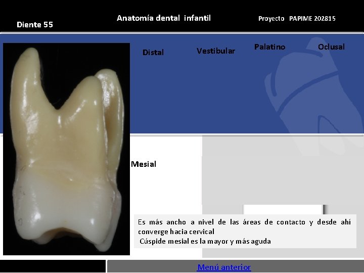 Diente 55 Anatomía dental infantil Distal Vestibular Proyecto PAPIME 202815 Palatino Oclusal Mesial Es