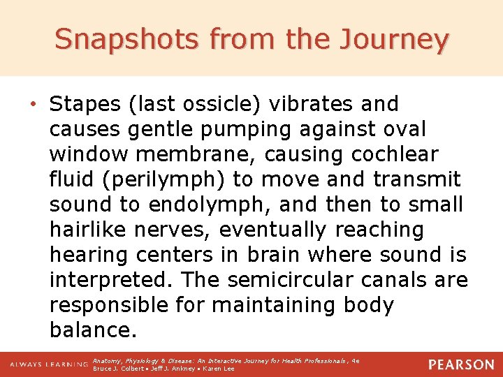 Snapshots from the Journey • Stapes (last ossicle) vibrates and causes gentle pumping against
