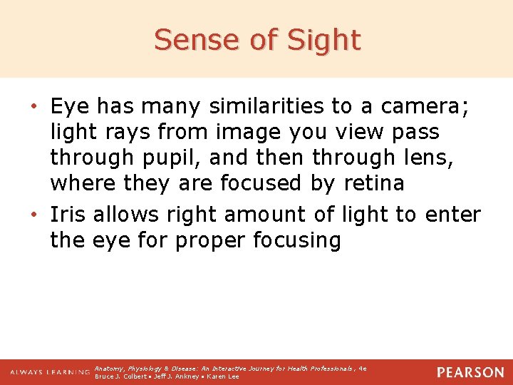 Sense of Sight • Eye has many similarities to a camera; light rays from