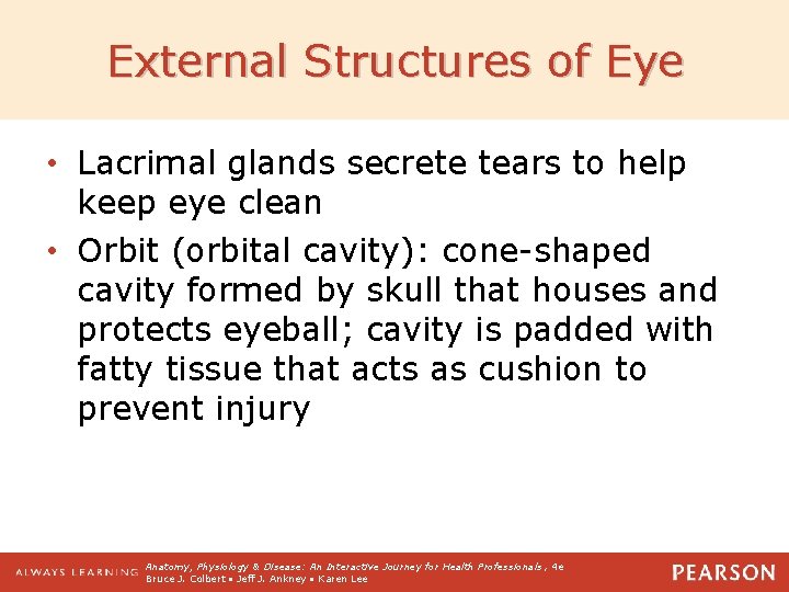 External Structures of Eye • Lacrimal glands secrete tears to help keep eye clean