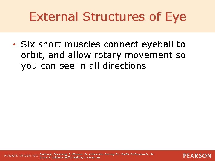 External Structures of Eye • Six short muscles connect eyeball to orbit, and allow