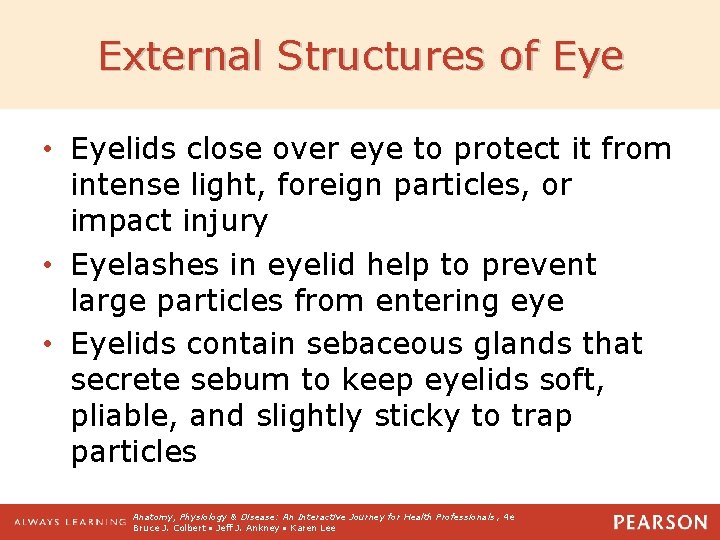 External Structures of Eye • Eyelids close over eye to protect it from intense