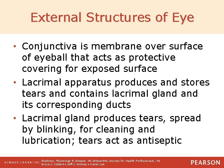 External Structures of Eye • Conjunctiva is membrane over surface of eyeball that acts