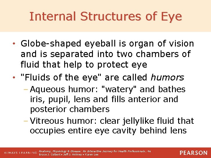 Internal Structures of Eye • Globe-shaped eyeball is organ of vision and is separated