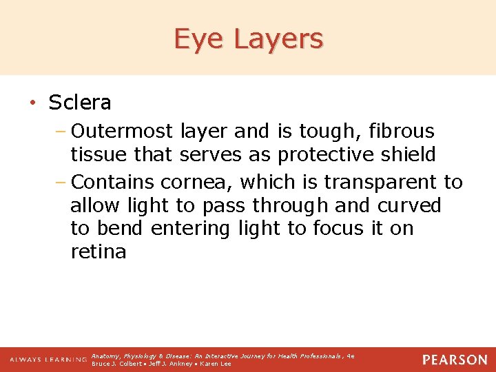 Eye Layers • Sclera – Outermost layer and is tough, fibrous tissue that serves