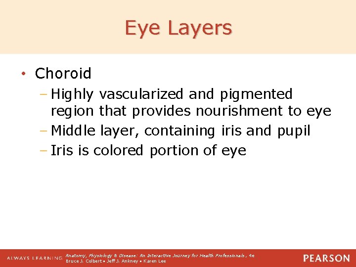 Eye Layers • Choroid – Highly vascularized and pigmented region that provides nourishment to