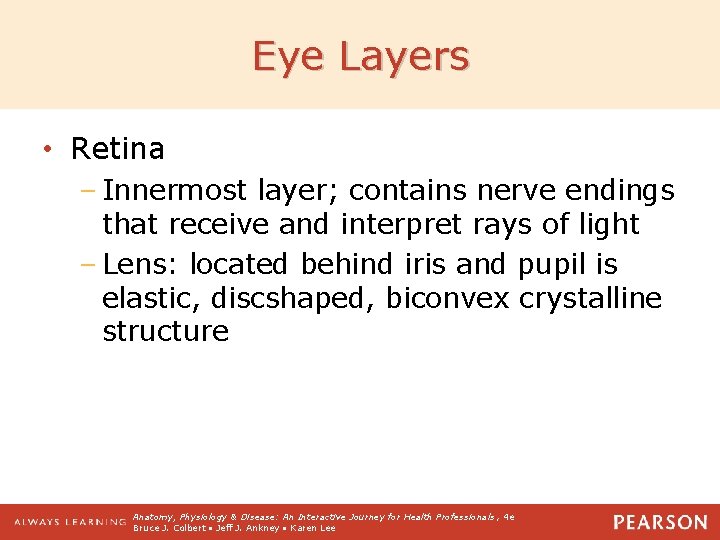 Eye Layers • Retina – Innermost layer; contains nerve endings that receive and interpret