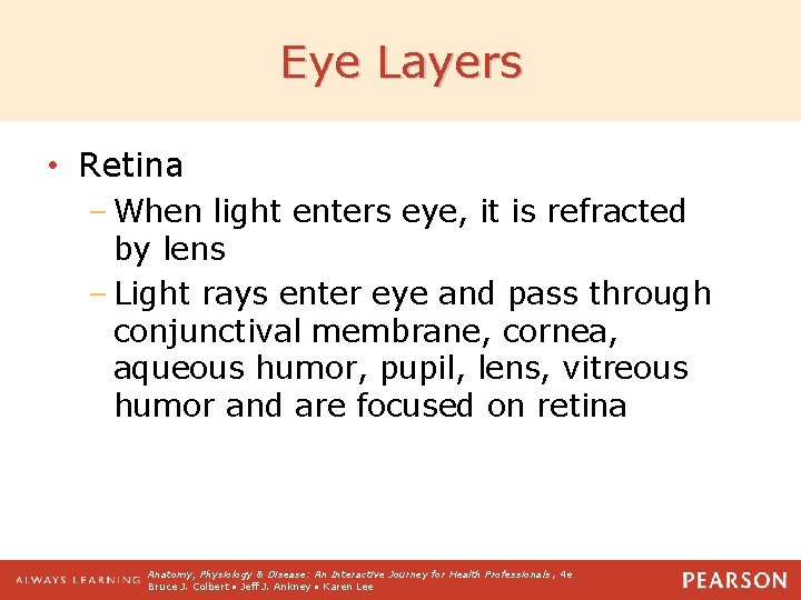 Eye Layers • Retina – When light enters eye, it is refracted by lens