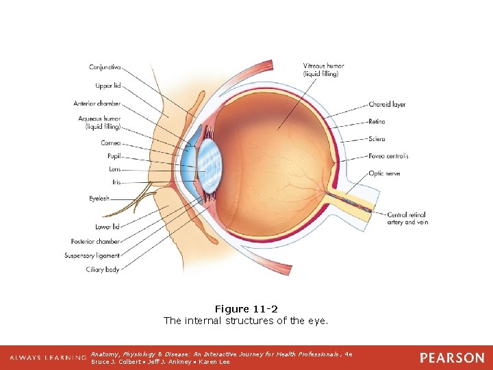 Figure 11 -2 The internal structures of the eye. Anatomy, Physiology & Disease: An