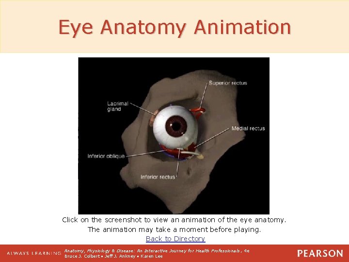 Eye Anatomy Animation Click on the screenshot to view an animation of the eye