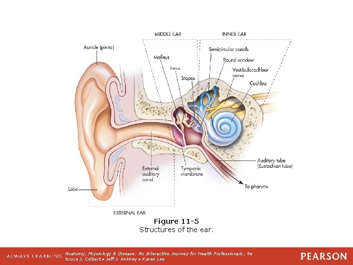 Figure 11 -5 Structures of the ear. Anatomy, Physiology & Disease: An Interactive Journey