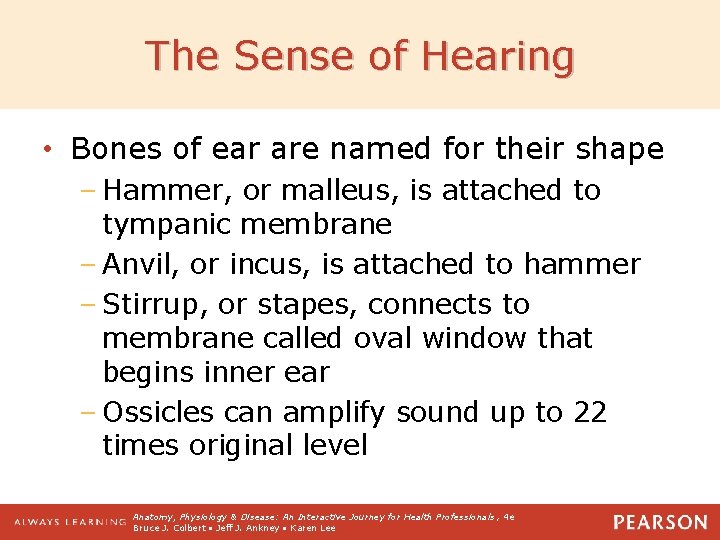 The Sense of Hearing • Bones of ear are named for their shape –