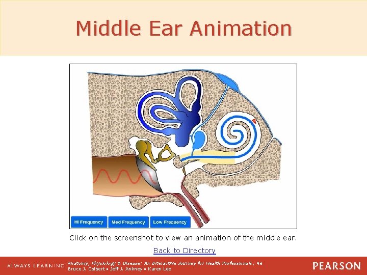 Middle Ear Animation Click on the screenshot to view an animation of the middle