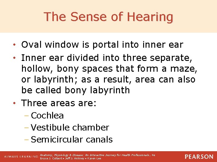 The Sense of Hearing • Oval window is portal into inner ear • Inner