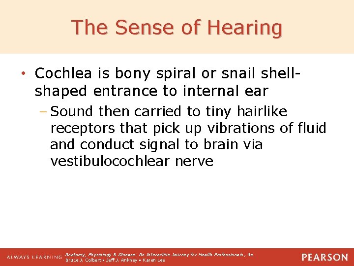 The Sense of Hearing • Cochlea is bony spiral or snail shellshaped entrance to