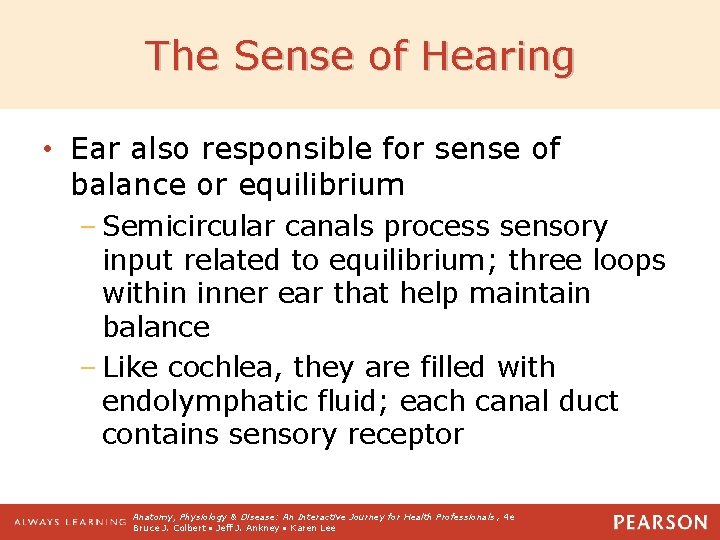 The Sense of Hearing • Ear also responsible for sense of balance or equilibrium