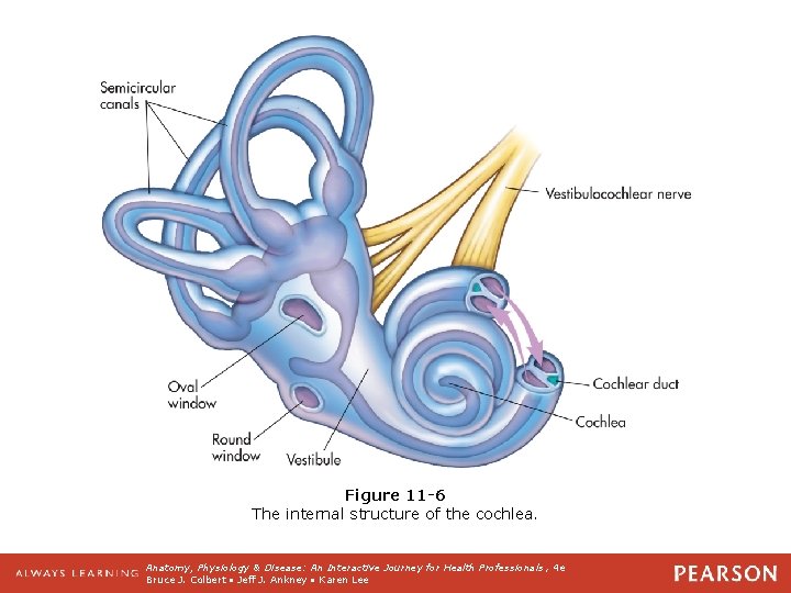 Figure 11 -6 The internal structure of the cochlea. Anatomy, Physiology & Disease: An