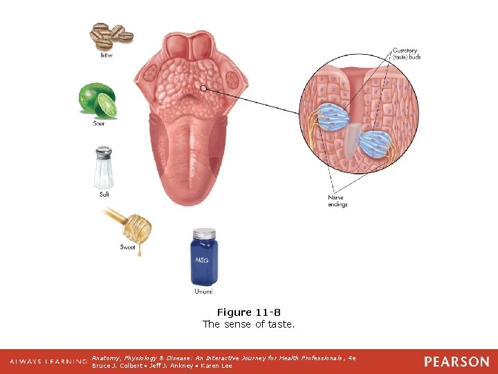 Figure 11 -8 The sense of taste. Anatomy, Physiology & Disease: An Interactive Journey