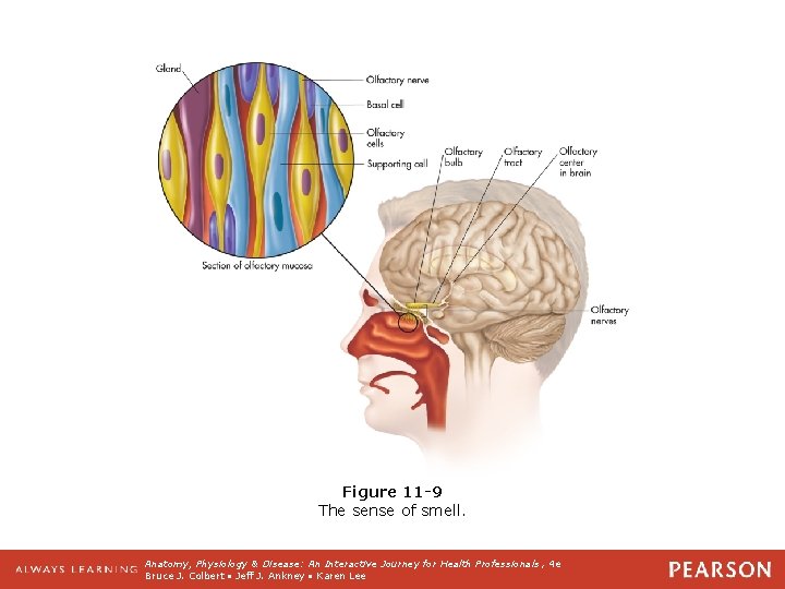 Figure 11 -9 The sense of smell. Anatomy, Physiology & Disease: An Interactive Journey