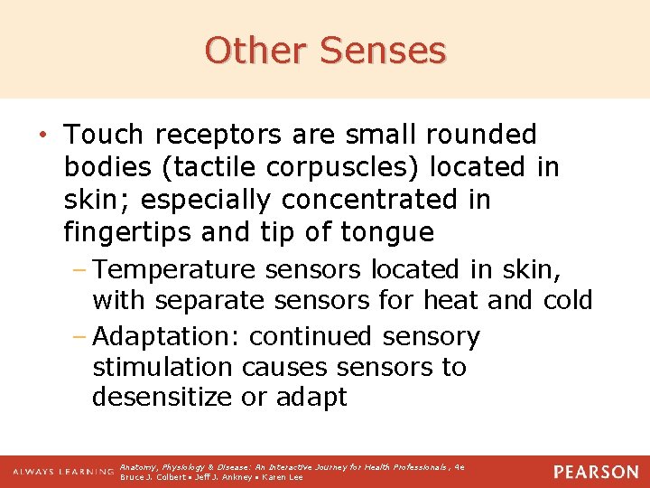 Other Senses • Touch receptors are small rounded bodies (tactile corpuscles) located in skin;
