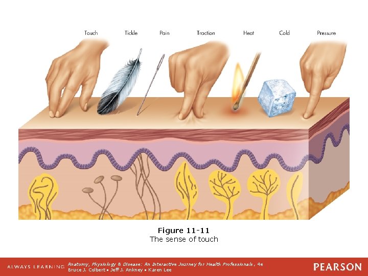 Figure 11 -11 The sense of touch Anatomy, Physiology & Disease: An Interactive Journey