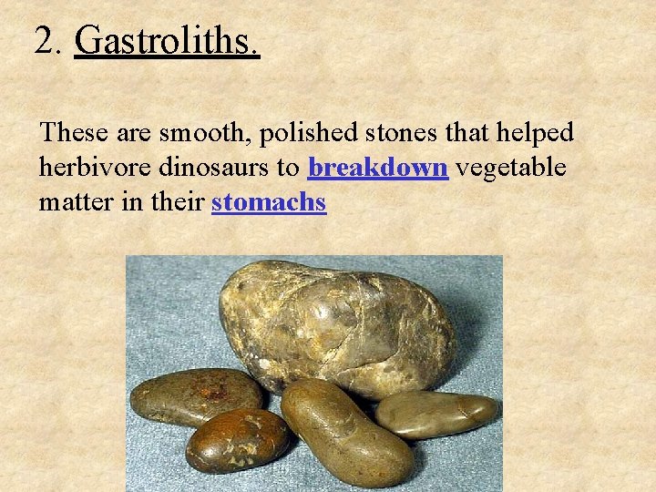 D Types Of Fossils And Their Formation Introduction