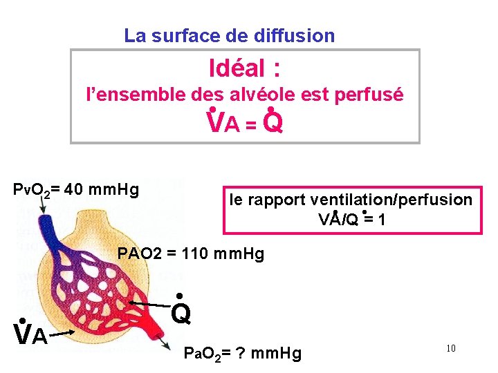  La surface de diffusion Idéal : l’ensemble des alvéole est perfusé • •
