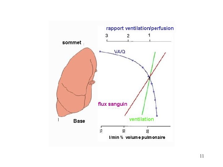 rapport ventilation/perfusion sommet flux sanguin Base ventilation l/min % volume pulmonaire 11 