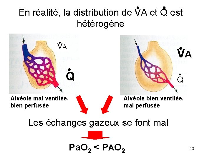  En réalité, la distribution de VA et Q est hétérogène V • A