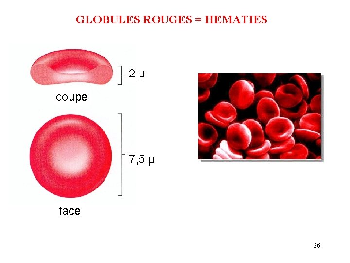 GLOBULES ROUGES = HEMATIES 2 µ coupe 7, 5 µ face 26 
