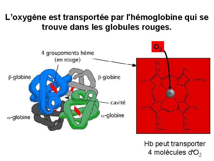 L’oxygène est transportée par l'hémoglobine qui se trouve dans les globules rouges. O 2