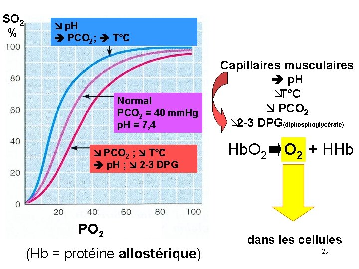 SO 2 % p. H PCO 2; T°C Normal PCO 2 = 40 mm.