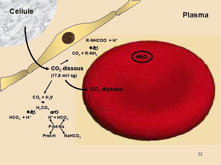 Cellule Plasma R-NHCOO- + H+ CO 2 + R-NH 2 Hb. O 2 CO