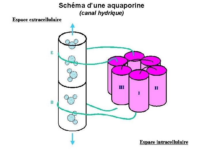 Schéma d’une aquaporine (canal hydrique) 33 