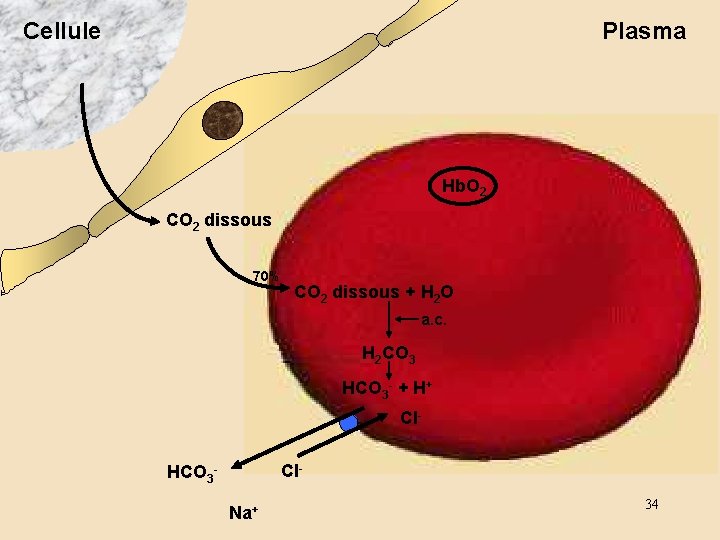 Cellule Plasma Hb. O 2 CO 2 dissous 70% CO 2 dissous + H