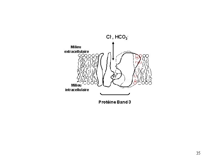 Cl-, HCO 3 Milieu extracellulaire Milieu intracellulaire Protéine Band 3 35 