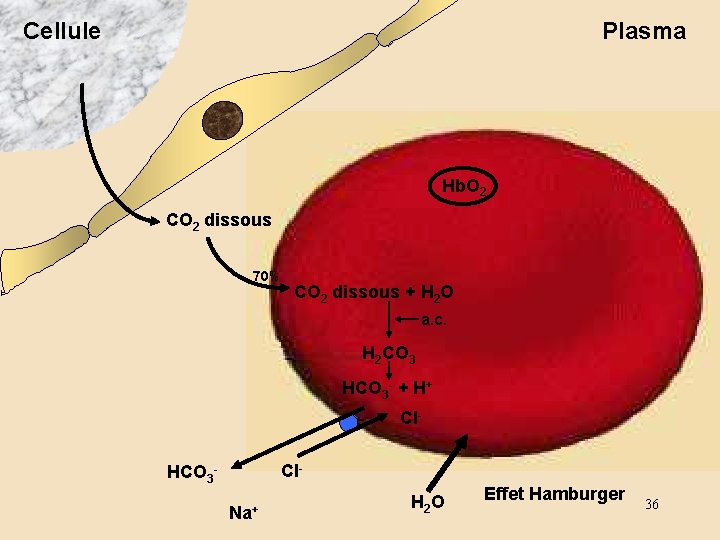 Cellule Plasma Hb. O 2 CO 2 dissous 70% CO 2 dissous + H