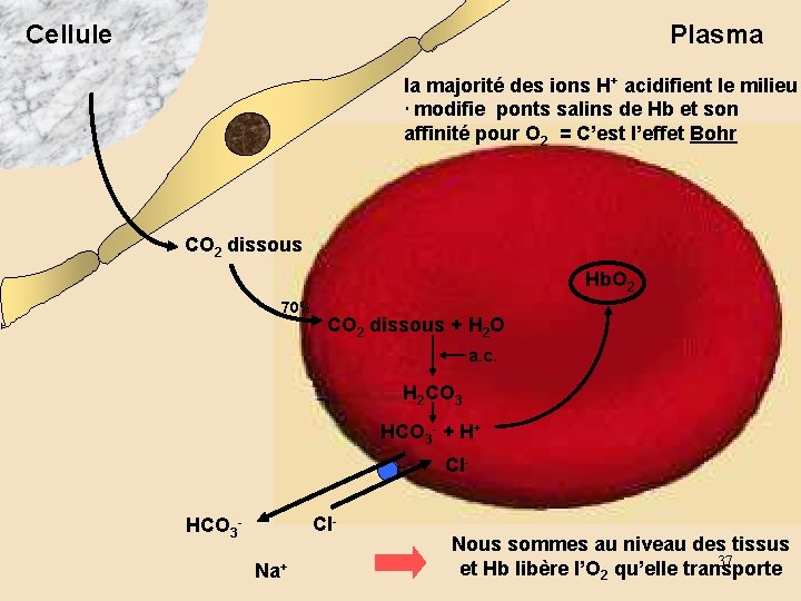 Cellule Plasma la majorité des ions H+ acidifient le milieu modifie ponts salins de